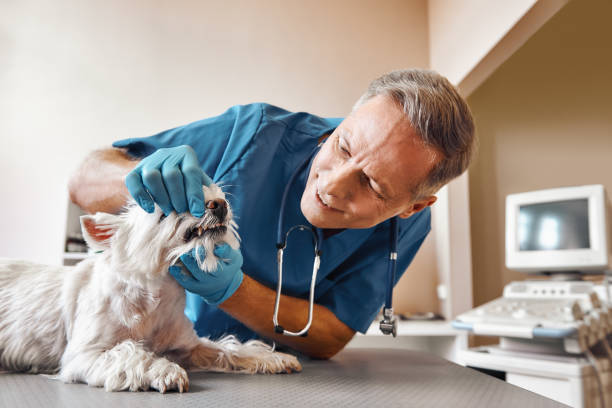 Best Emergency Broken Tooth Repair in Salem, WV
